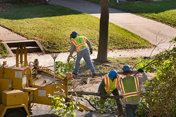 Emergency Storm Tree Removal